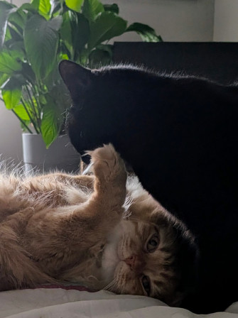 Des chats en train de jouer.