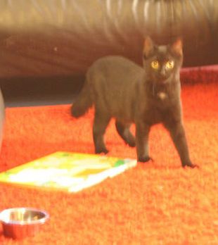 Maia.jpg, oct. 2016 Maia.jpg