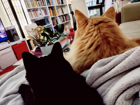 2022 Chats de bibliotheque.jpg, fév. 2022 2022 Chats de bibliotheque.jpg, fév. 2022