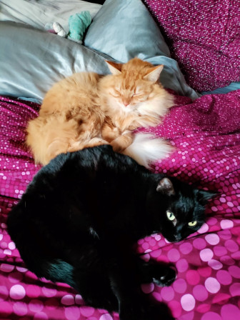 Chats en greve.jpg, févr. 2022 Chats en greve.jpg, févr. 2022