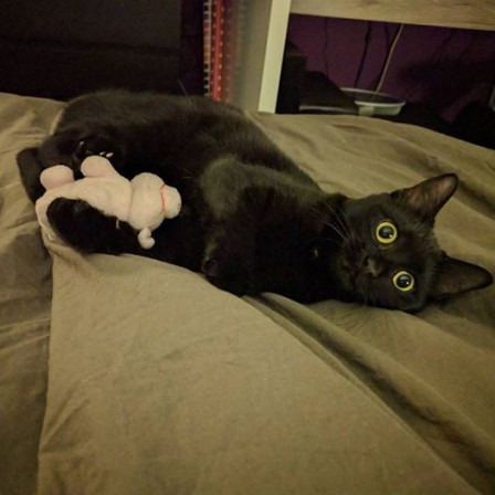 MaiaCochon.jpg, janv. 2017 MaiaCochon.jpg