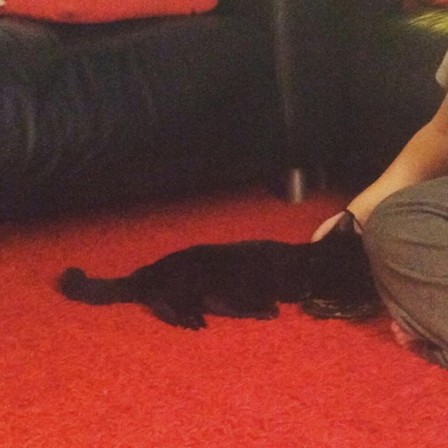 Maia.jpg, oct. 2016 Maia.jpg