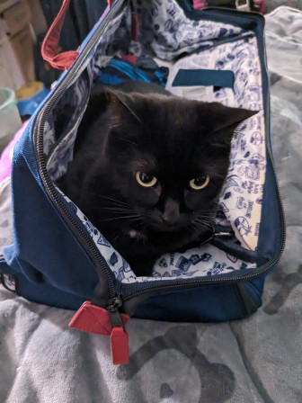 Mon sac de voyage vide à l'exception d'un chat noir à l'intérieur, qui a été sorti du contenant dans le cadre de ce voyage.