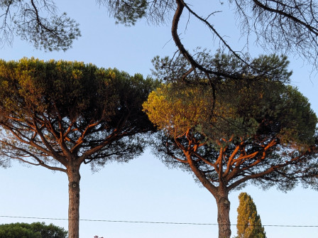 Des pins parasol dans la lumière dorée de fin de journée.