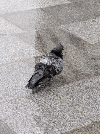 Un pigeon trempé un jour de déluge.