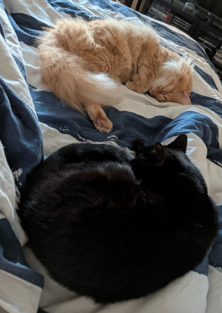 Un chat roux et un noir roulés en boule sur un lit, en pleine sieste concentrée.