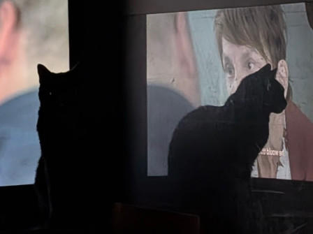 Ce que l'on voit et ce qui est vrai. Il n'y a qu'un chat sur cette photo.