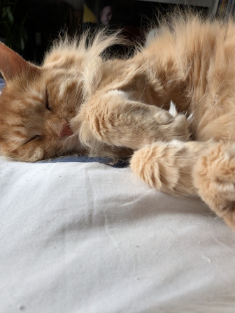 ObiWan en pic de stress.
