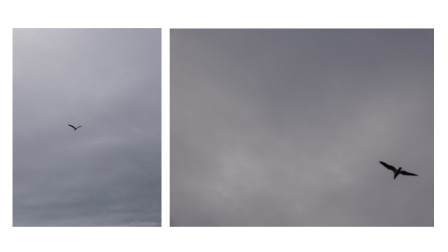 Deux goelands, pris en photo depuis le toit de mon bureau dans un ciel gris de mai 2026. L'un forme un V très net, décentré. On voit la texture des nuages dans un dégradé de riz. Le deuxième est un peu flou (la netteté est un concept bourgeois) dans le coin inférieur droite. Le ciel est fait de proches nuances grises également. Il en devient presque abstrait, fantomatique.
