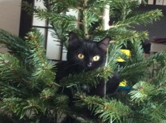 SapinChatPin.jpg, déc. 2016 SapinChatPin.jpg