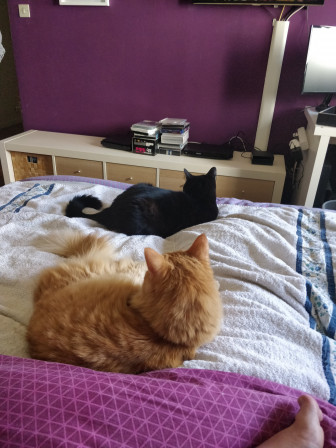 UselessCats.jpg, mai 2020