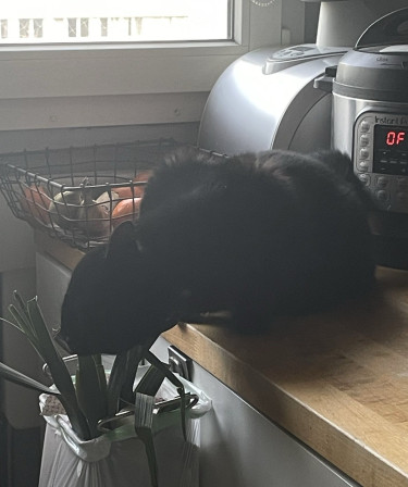 Maïa the vert de poireaux slayer